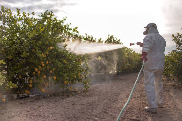 Wasp Removal Services in Milford, PA